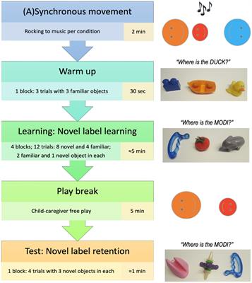 Investigating the effect of synchronized movement on toddlers’ word learning